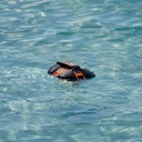 Wetsuit for AQUA official image 4