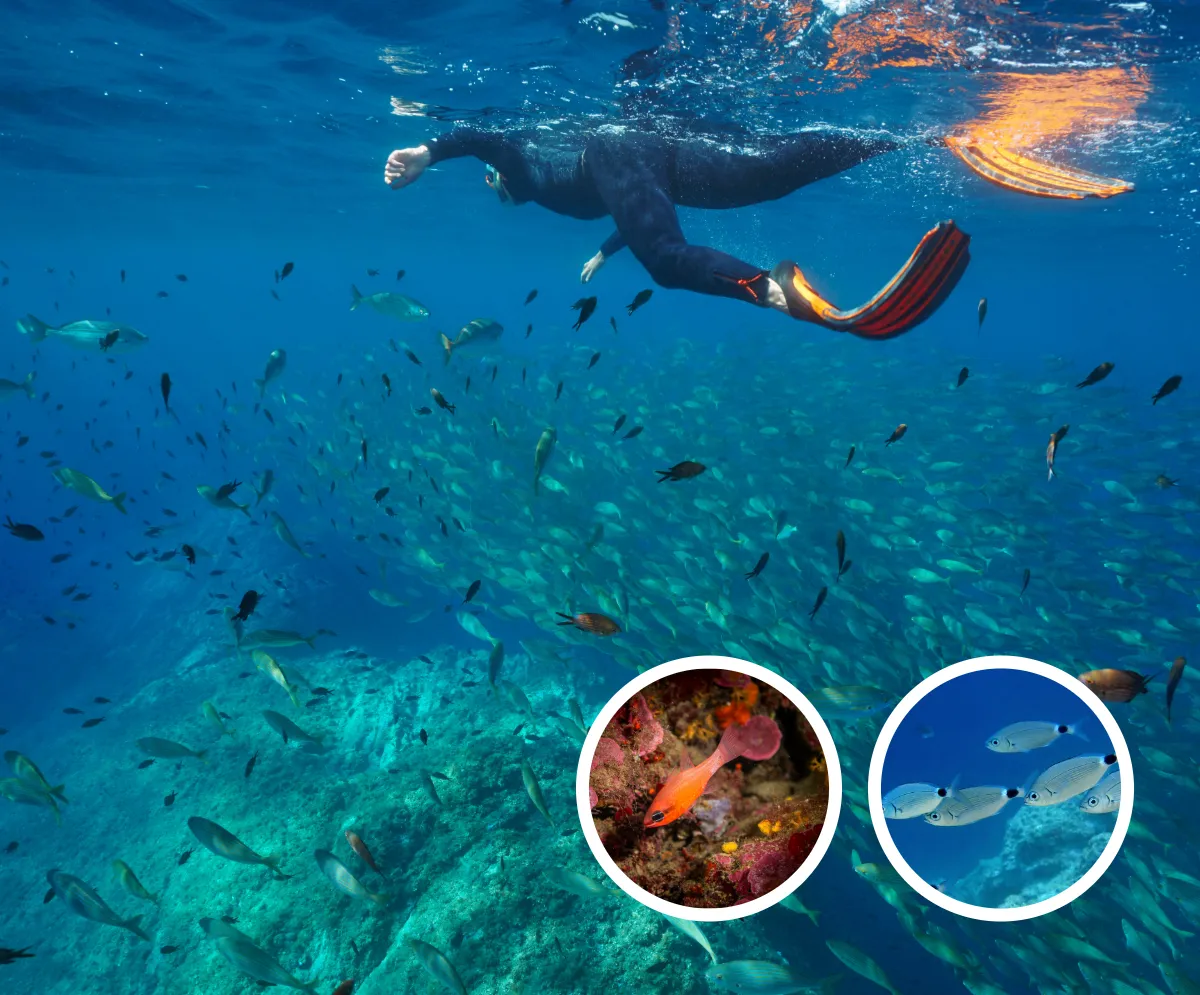Snorkelling Adventure 